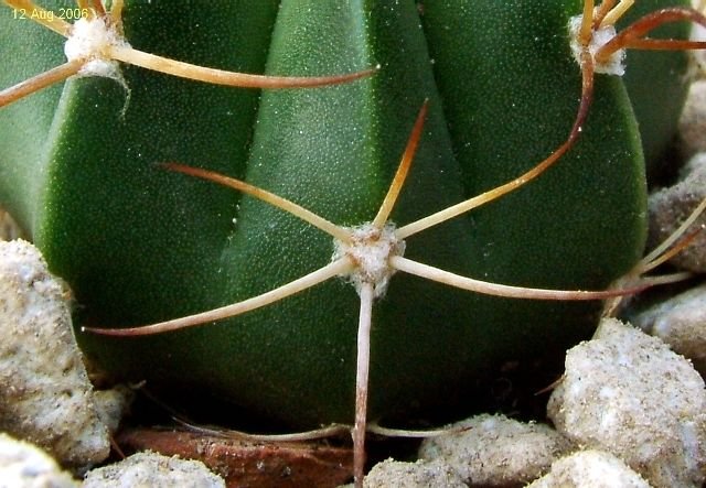 Melocactus _salvadorensis _GD100 _03